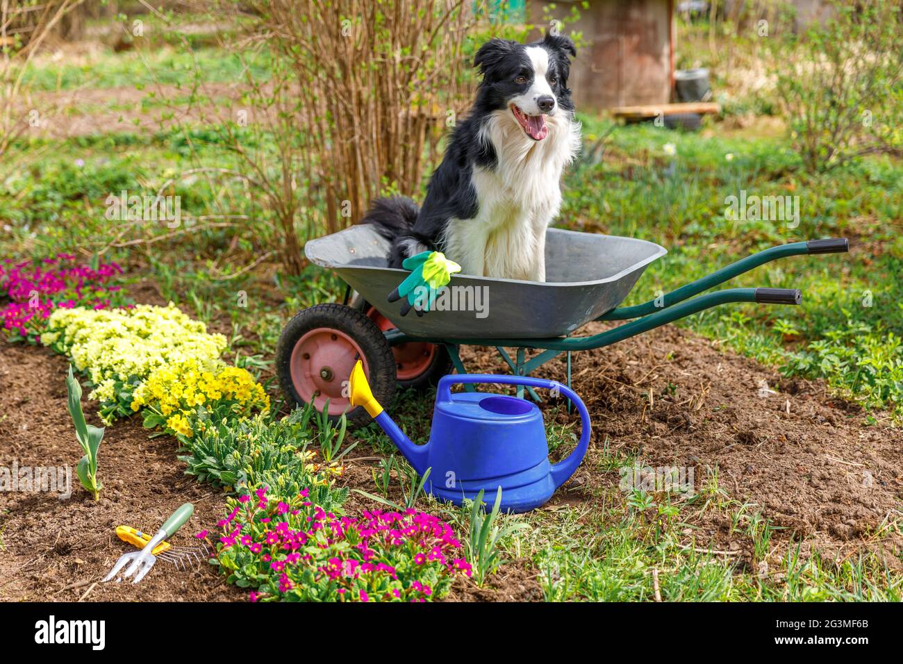 Outdoor-Porträt von niedlichen Hund Grenze Collie sitzt in Schubkarre Garten Wagen im Garten Hintergrund. Lustige Welpen Hund als Gärtner bereit, Samen zu Pflanzen Stockfoto