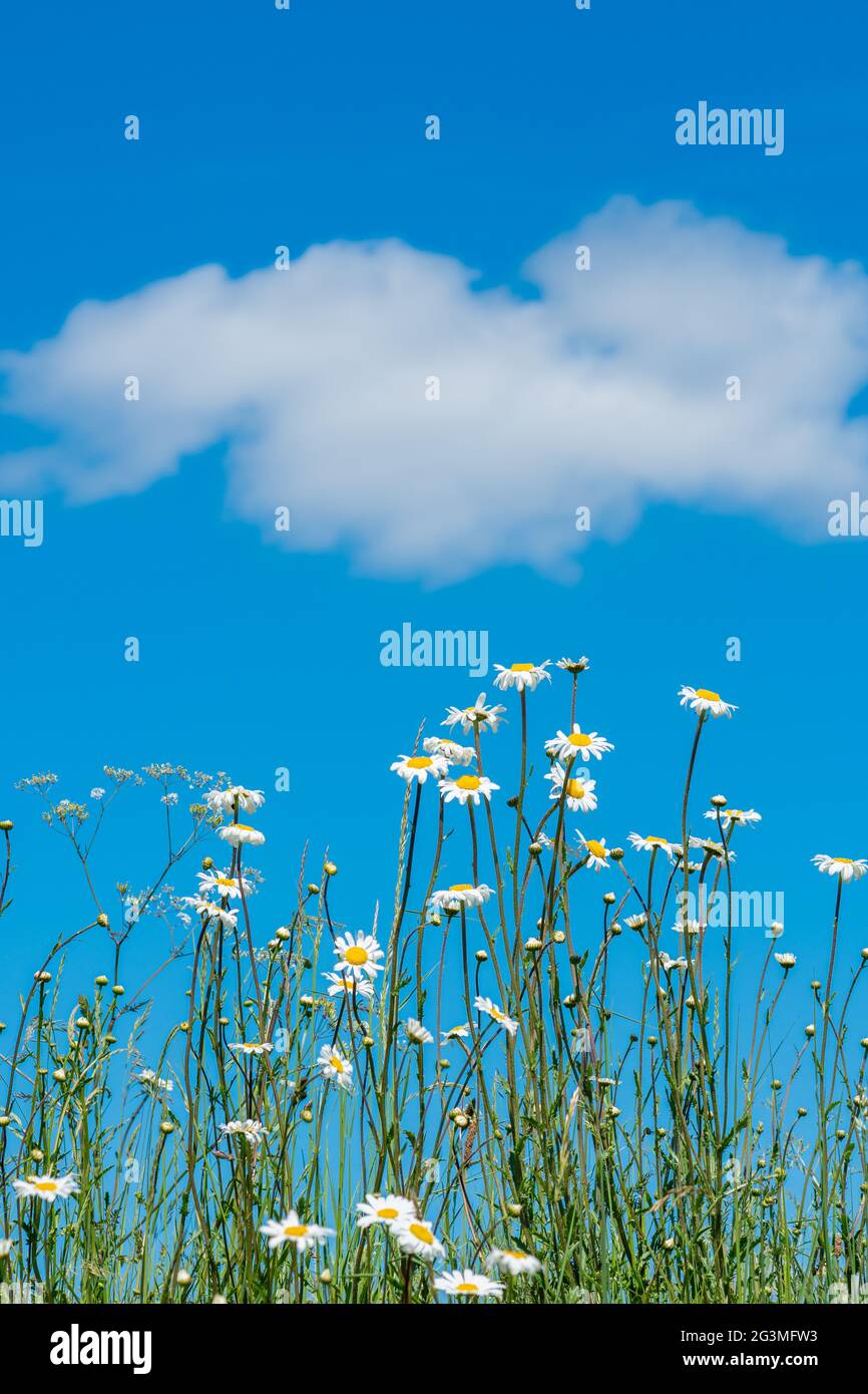 Wildblumen an einem Straßenrand im Juni, einschließlich Ochsenblumen (Leucanthemum vulgare), an einem sonnigen Junitag gegen einen blauen Himmel, Hampshire, Großbritannien Stockfoto