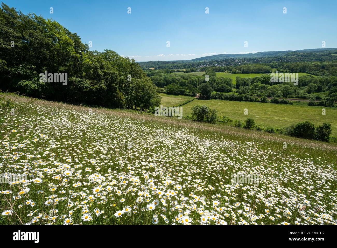 Blick auf den Denbies Hillside auf Ranmore Common in den North Downs, Surrey Hills, England, UK, im Juni oder Sommer mit Wildblumen Stockfoto