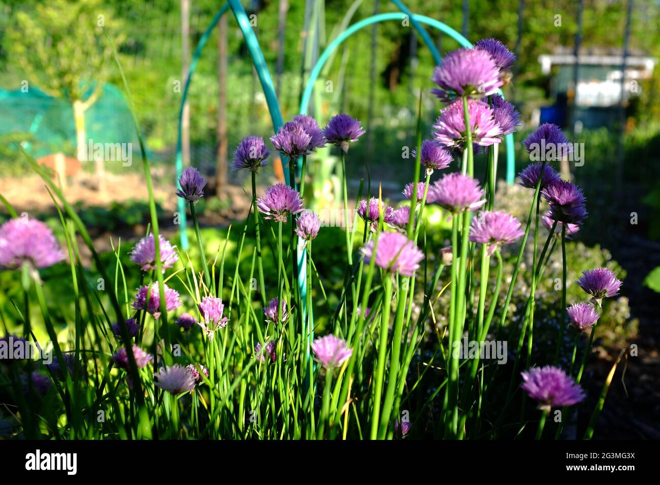 Ciboulette Stockfoto