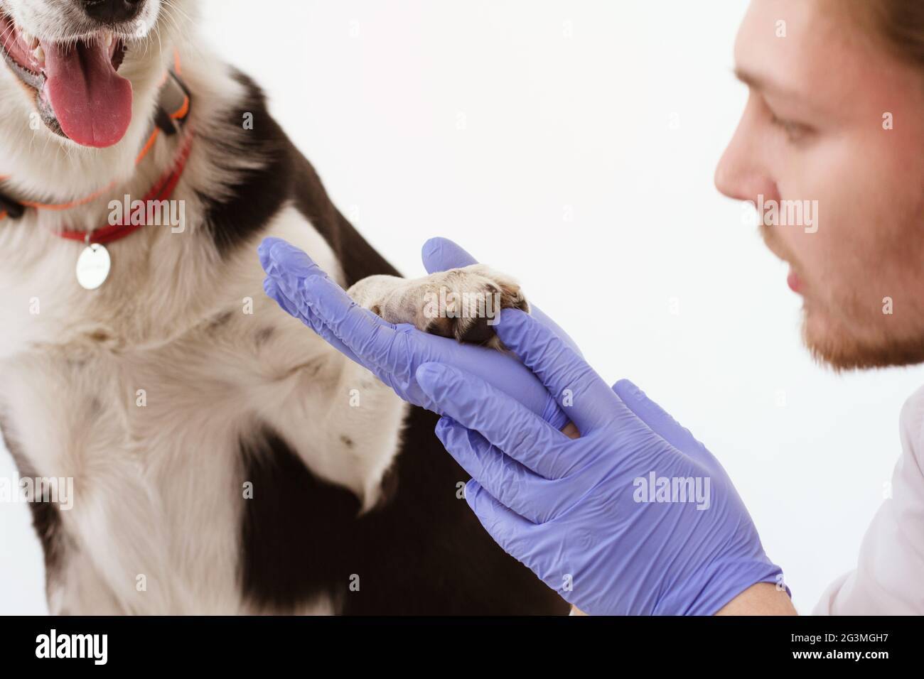 Hund, geprüft an der Tierklinik mit thir Eigentümer. Stockfoto