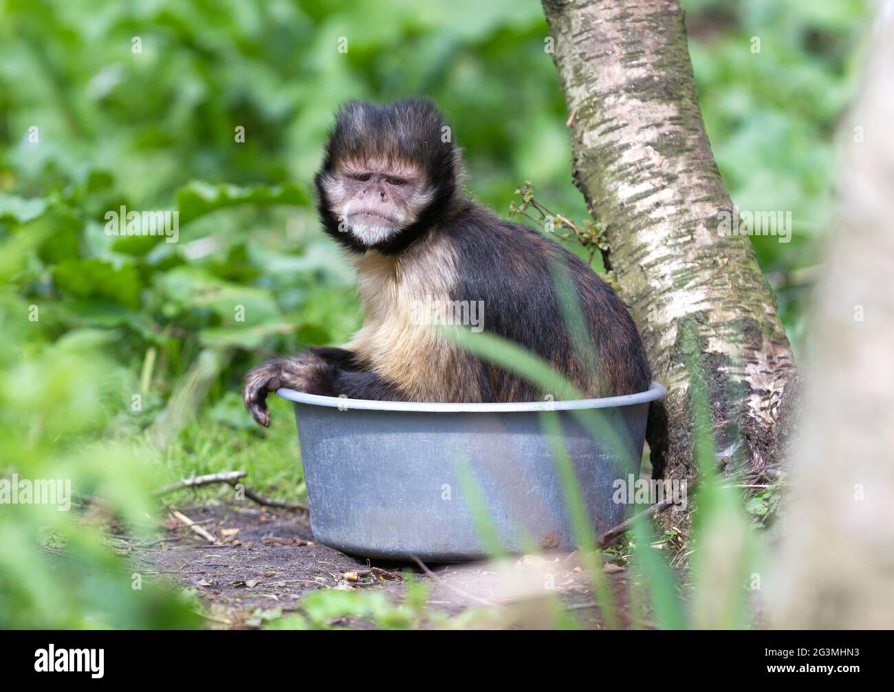 Goldbauchkaputschin (Cebus xanthosternos) Stockfoto