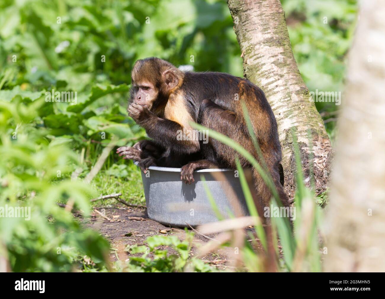 Goldbauchkaputschin (Cebus xanthosternos) Stockfoto