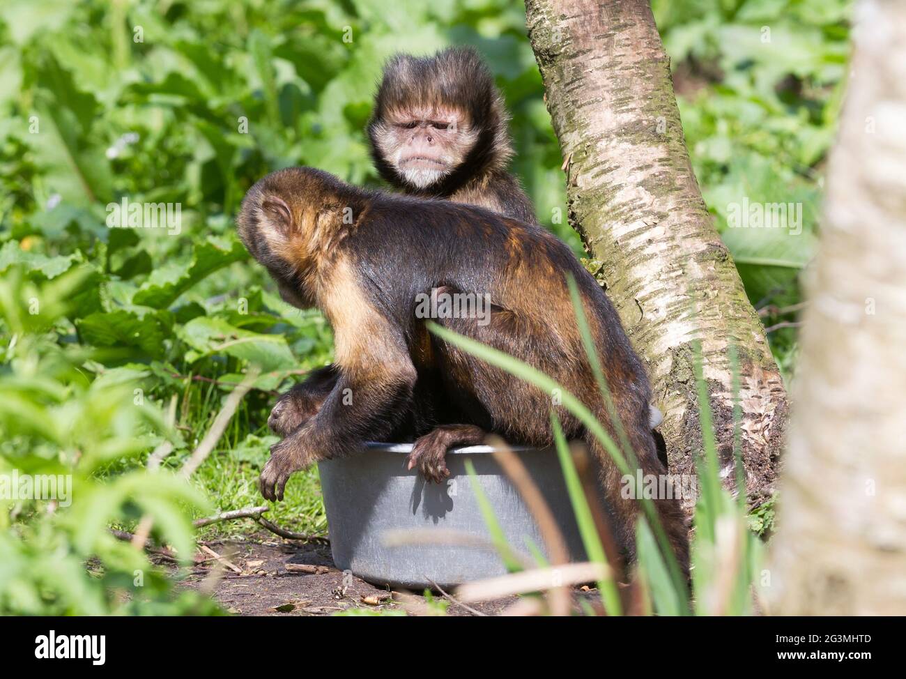 Goldbauchkaputschin (Cebus xanthosternos) Stockfoto