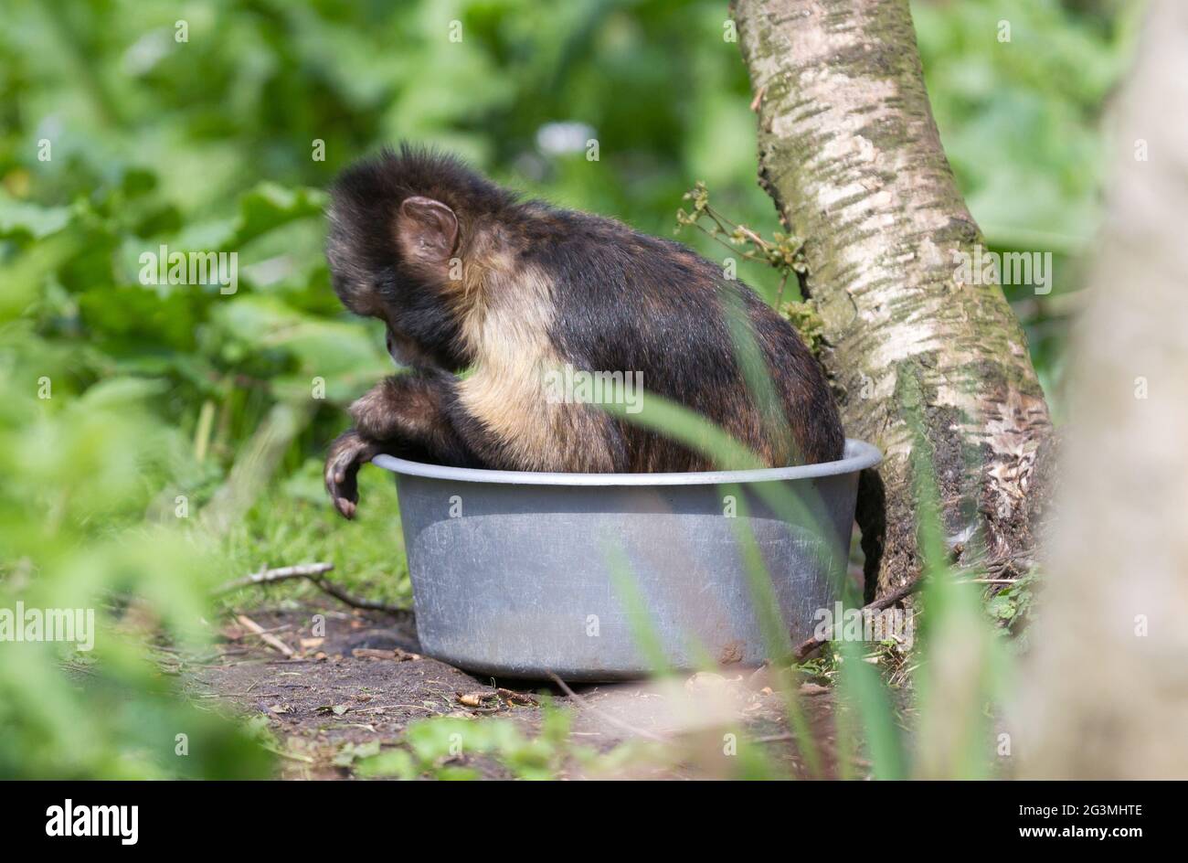 Goldbauchkaputschin (Cebus xanthosternos) Stockfoto