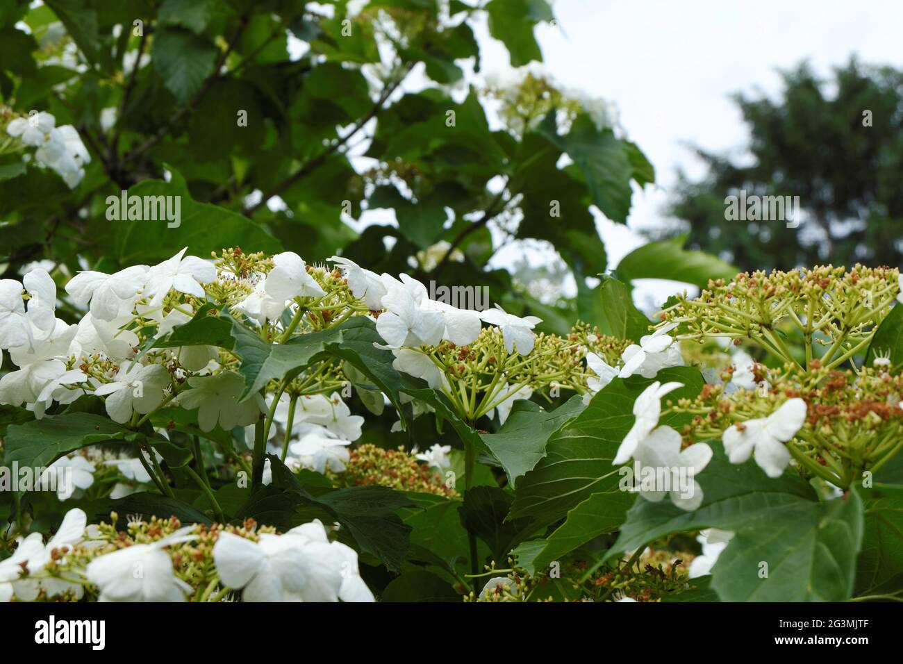 Weiße blühende Viburnum-Blüten mit winzigen Knospen-Beeren im Blütenstand. Selektiver Fokus. Stockfoto