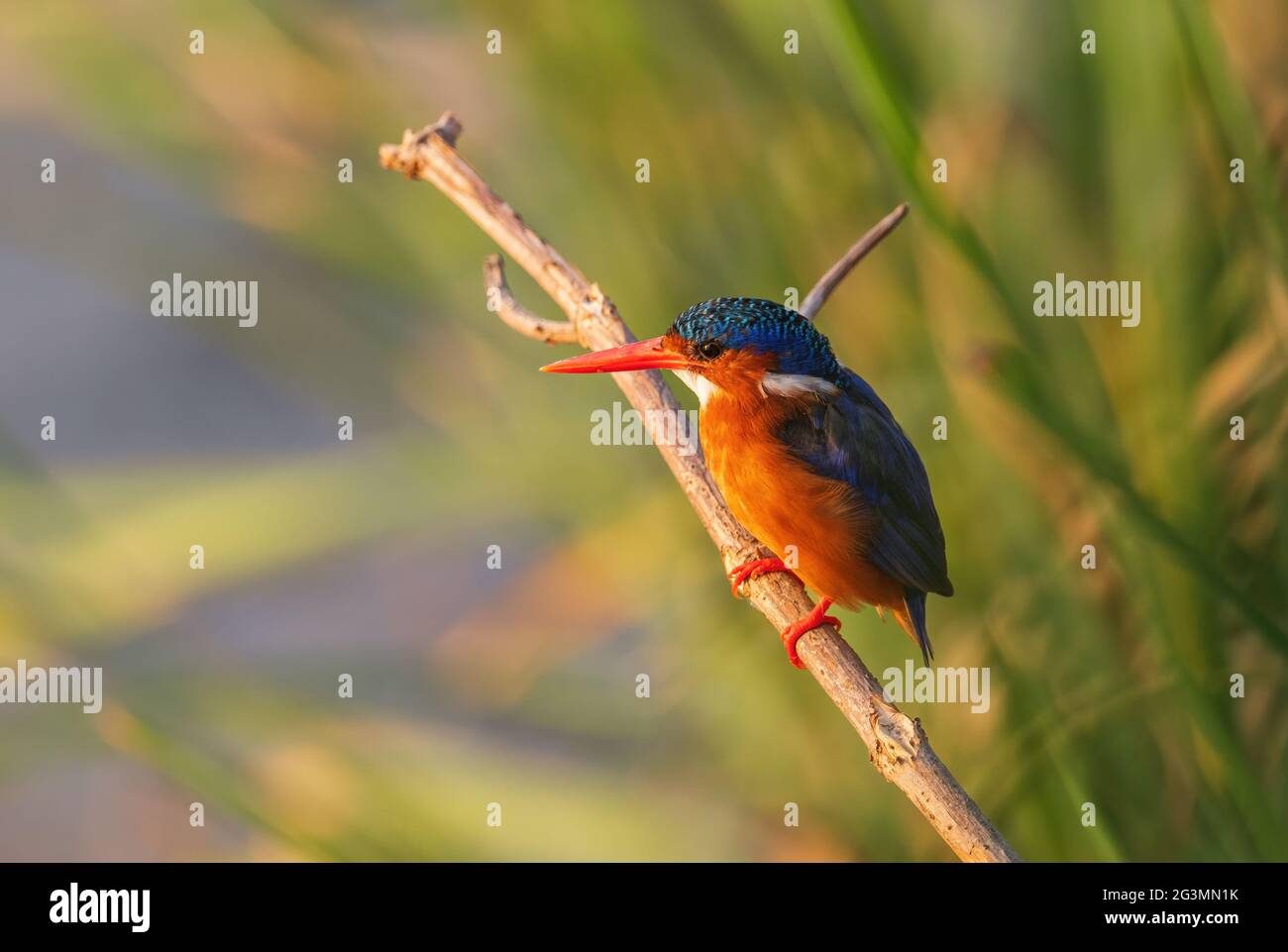 Malachit Kingfisher - Corythornis cristatus, schöner kleiner blauer und orangefarbener Flusseisvögel aus afrikanischen Flüssen und Mangroven, See Awassa, Äthiopien Stockfoto