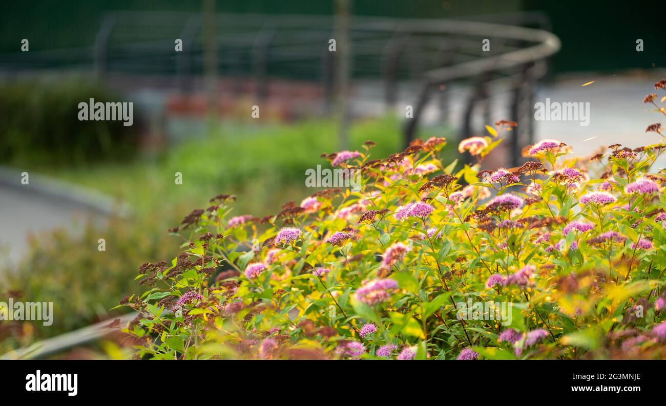 Leuchtend rosa Spirea Blumen auf einem Rasen Hintergrund. Stockfoto