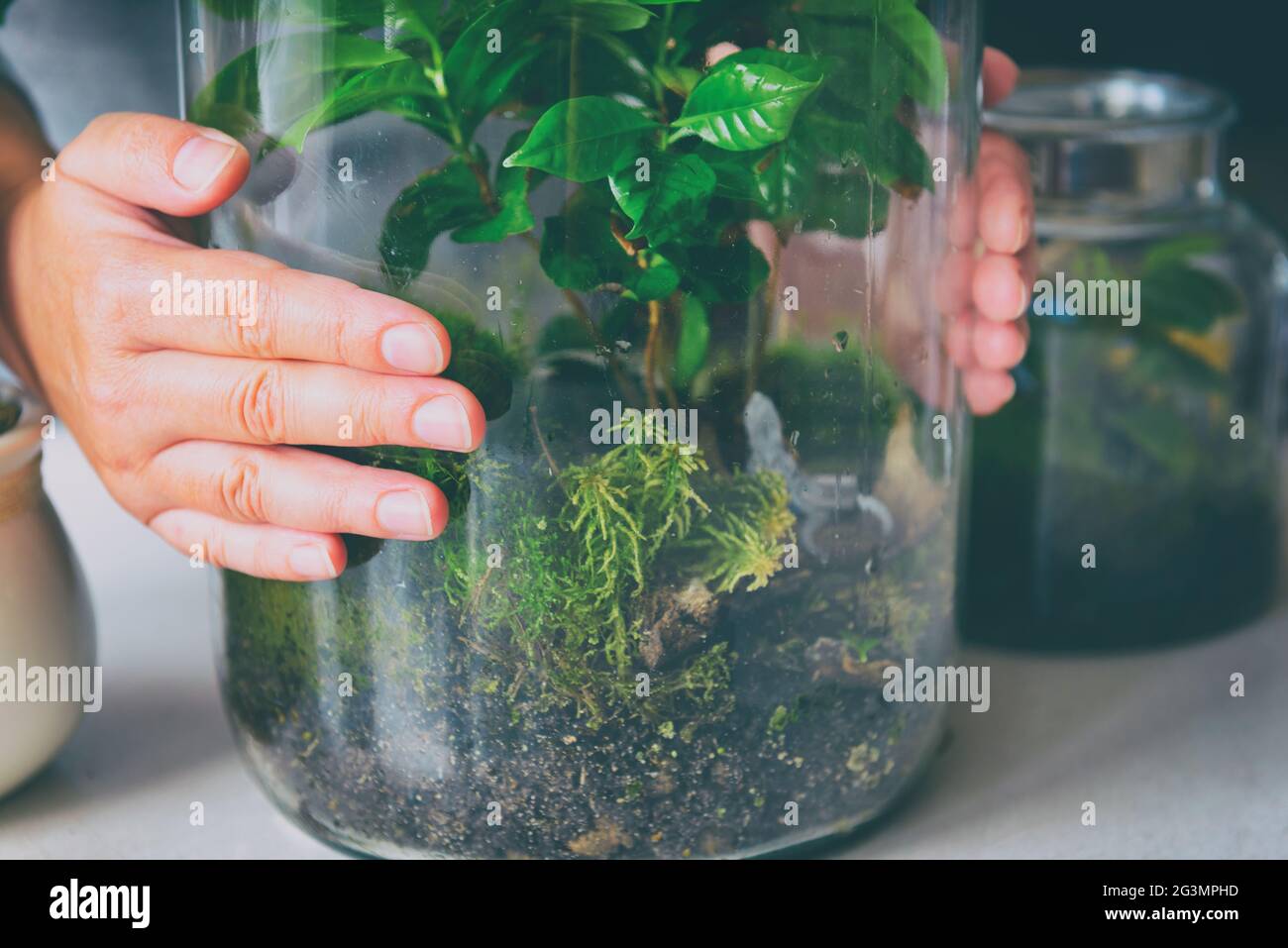 Pflege von Pflanzen. Frau prsentiert einen kleinen Wald in einem Glas mit  Moos und grner Pflanze, ein trendiges Konzept der letzten Jahre. Bonsai in  der Nhe Stockfotografie - Alamy