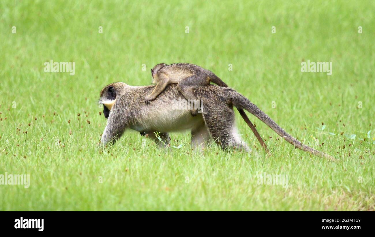 Grüner Zwergaffe (Chlorocebus pygerythrus) Stockfoto