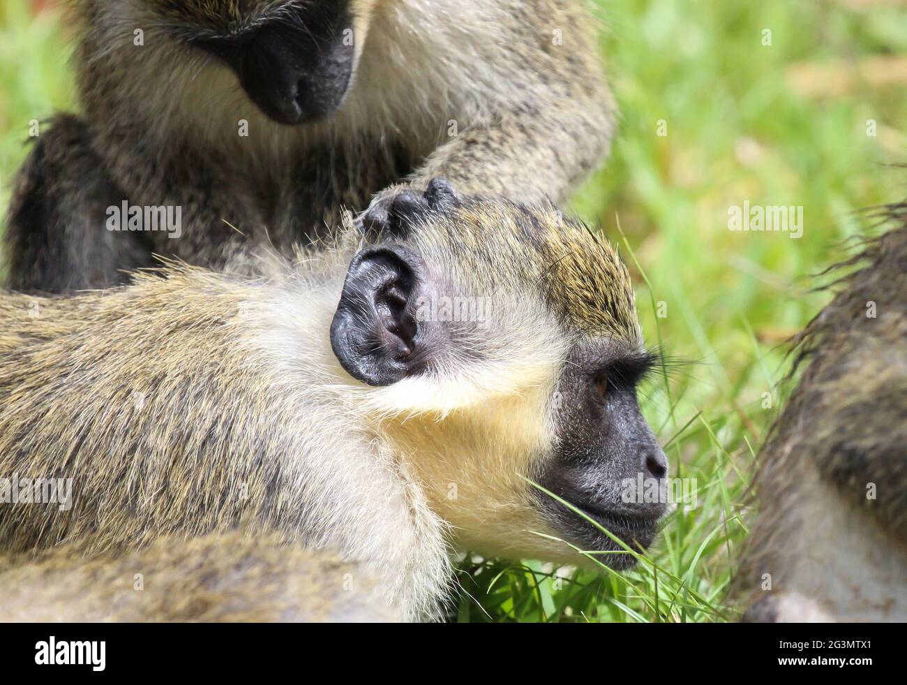 Grüner Vervet-Affe (Chlorocebus pygerythrus), Affenflüchtlinge Stockfoto