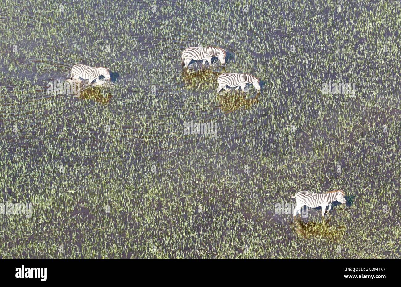 Wildes afrikanisches Zebra im Okavango-Delta - Botswana Stockfoto