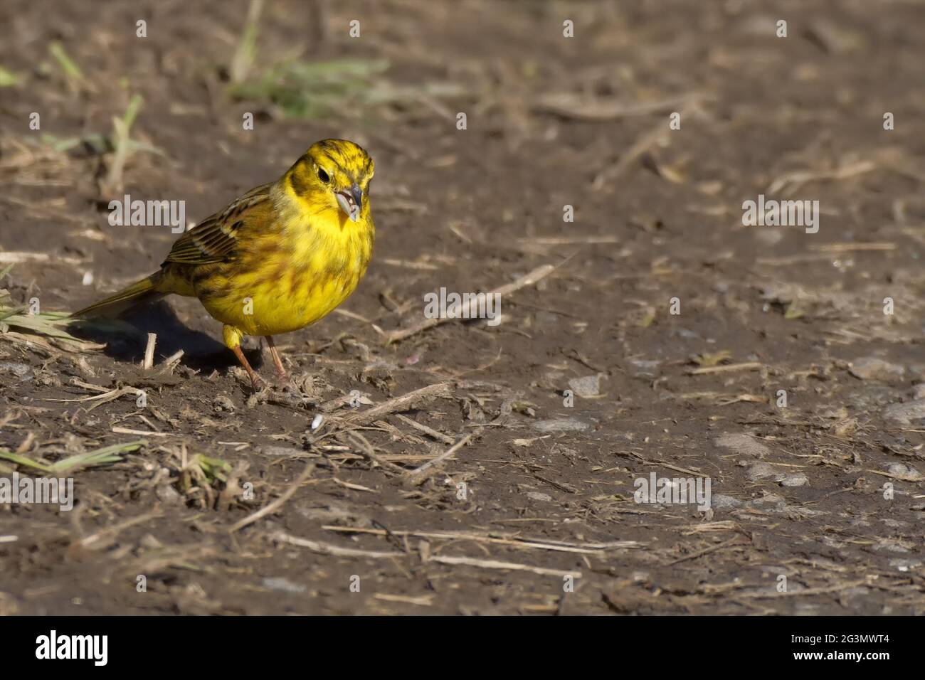 Goldammer Stockfoto