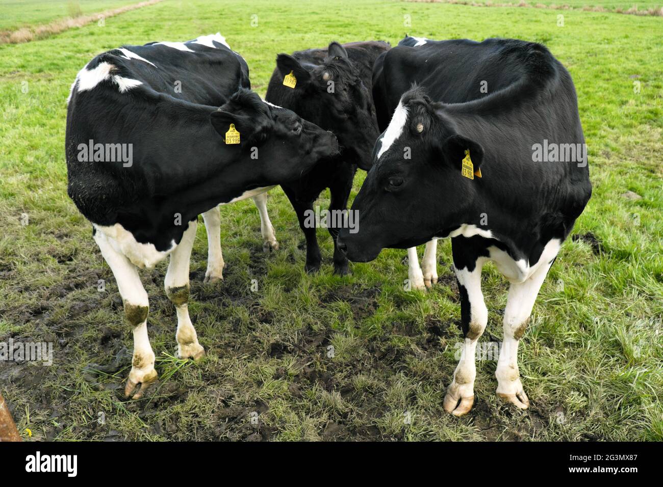 '06.05.2021, Bremen, Bremen, Deutschland - Kühe auf der Weide im Landschaftsschutzgebiet Blockland stecken ihre Köpfe zusammen. 00A210506D023CAROEX. Stockfoto