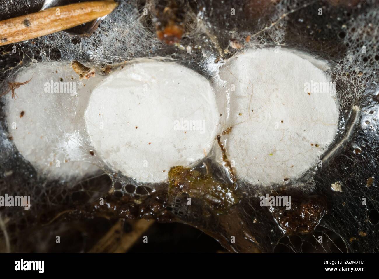 Eierbeutel mit Spinnennetzspinnen Stockfoto
