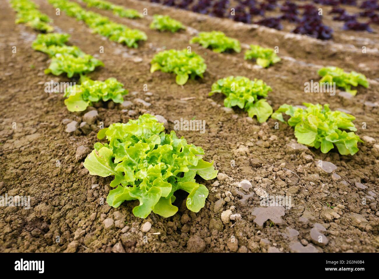 '17.04.2021, Soest, Nordrhein-Westfalen, Deutschland - Gemüseanbau, in Reihen wachsende Salatpflanzen, Eichenblattsalat (Lactus Sat Stockfoto