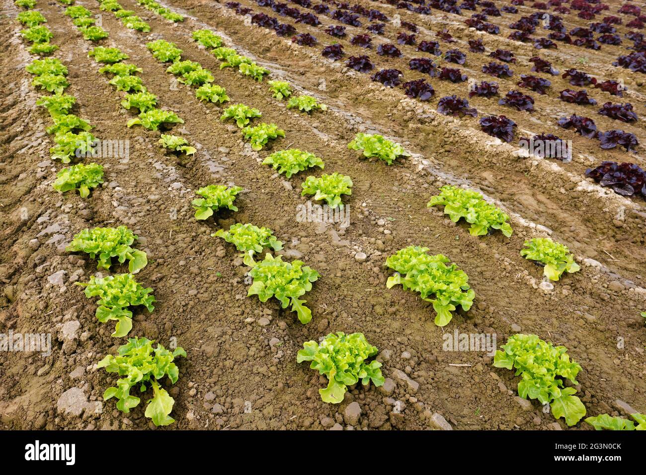 '17.04.2021, Soest, Nordrhein-Westfalen, Deutschland - Gemüseanbau, in Reihen wachsende Salatpflanzen, Eichenblattsalat (Lactus Sat Stockfoto