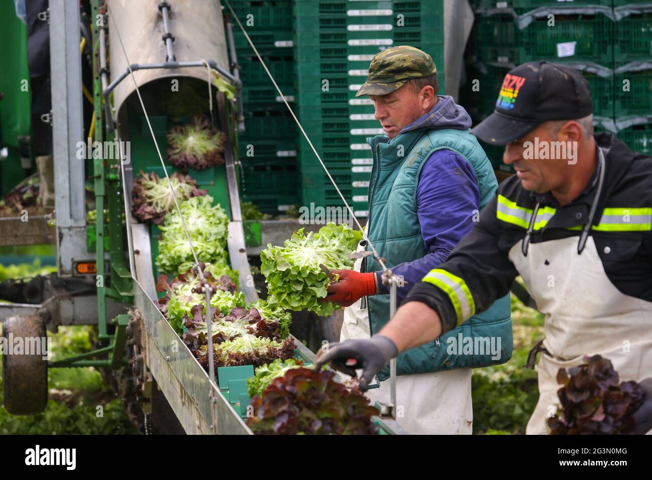 '25.05.2021, Soest, Nordrhein-Westfalen, Deutschland - Gemüseanbau, Erntemaschinen bei der Salaternte sind die frisch geernteten Salatköpfe wa Stockfoto