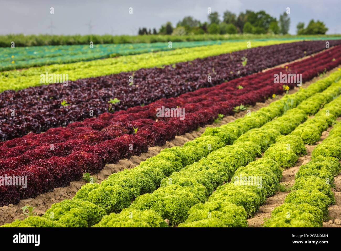 '25.05.2021, Soest, Nordrhein-Westfalen, Deutschland - Gemüseanbau, Salatpflanzen wachsen in Reihen auf dem Feld, Eichenblattsalat (Lactus sativa Stockfoto