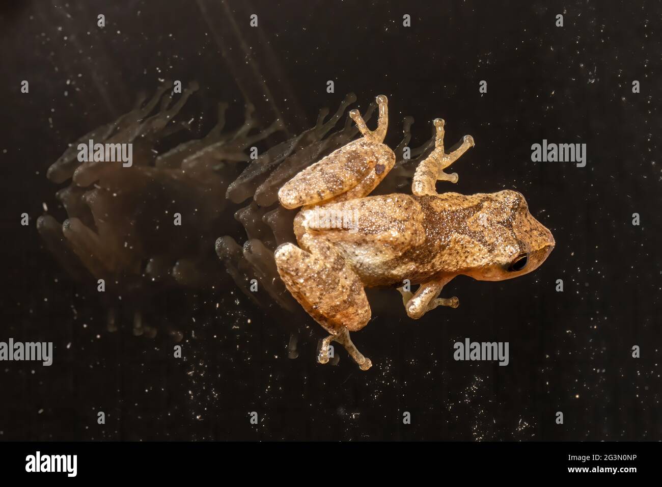 Frühlingsspeeper mit Spiegelung auf einem Fenster in der Nacht. Stockfoto