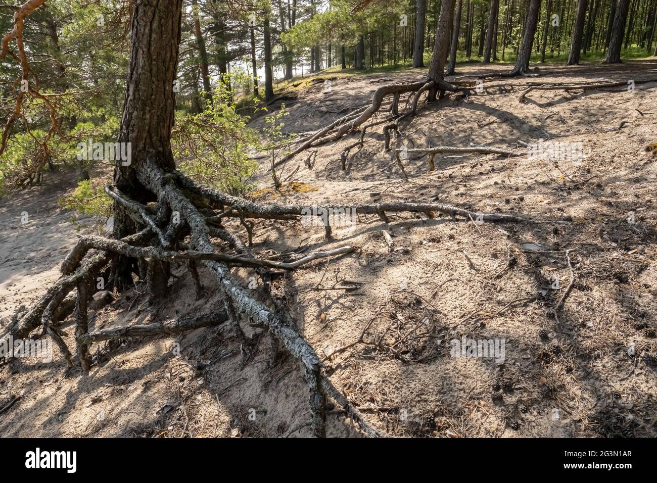 An einem Sommertag ragen kraftvolle Kiefernwurzeln aus dem Sand, vor dem Hintergrund des Waldes und des Meeres. Stockfoto