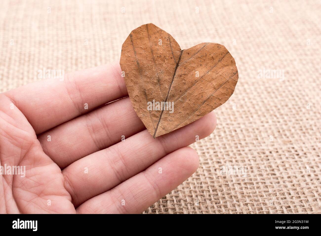 Herzförmiges Blatt in der Hand Stockfoto