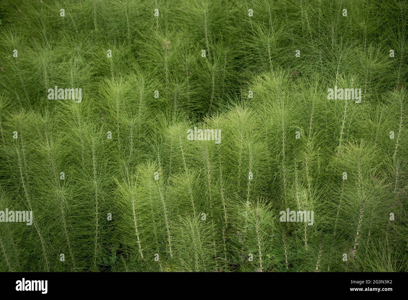 Schöne Blumen in der Natur Stockfoto