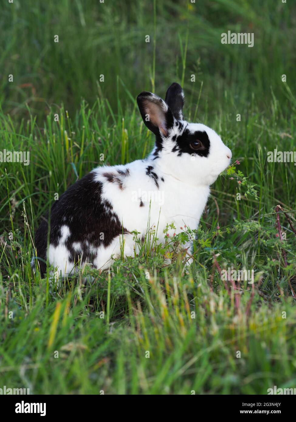 Ein hübsches schwarz-weißes Kaninchen hüpft durch den Garten. Stockfoto