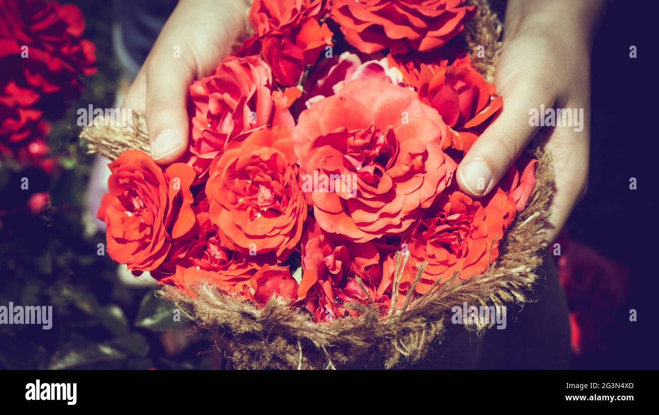 Schöne Rosen mit Leinwand in der Hand gewickelt Stockfoto