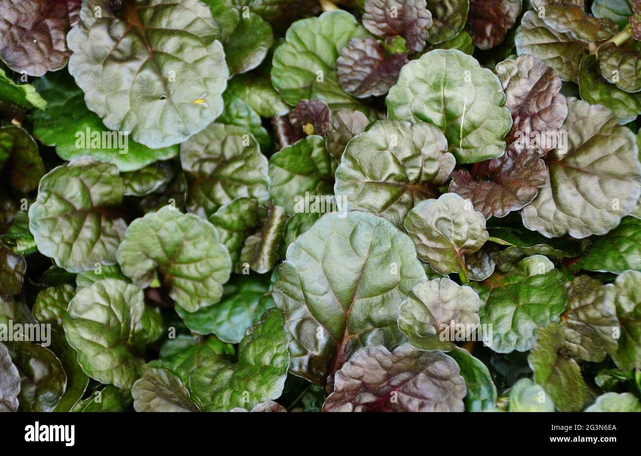 Dunkelgrüne und violette Farbe der Bodenabdeckung des Teppichs mit Bugleweed 'Bincrasca Black Scallop' Stockfoto