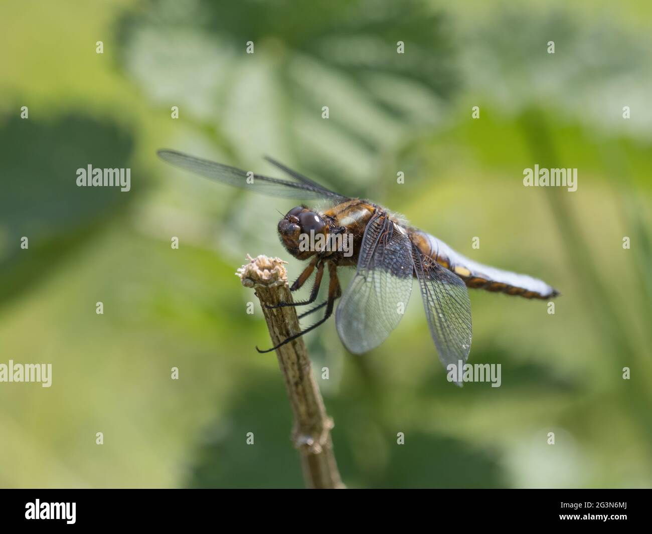 Ein männlicher Libellula depressa, ein breitkörperiger Chaser oder ein breitkörperiger Darter, der auf einem Stock hält. Stockfoto