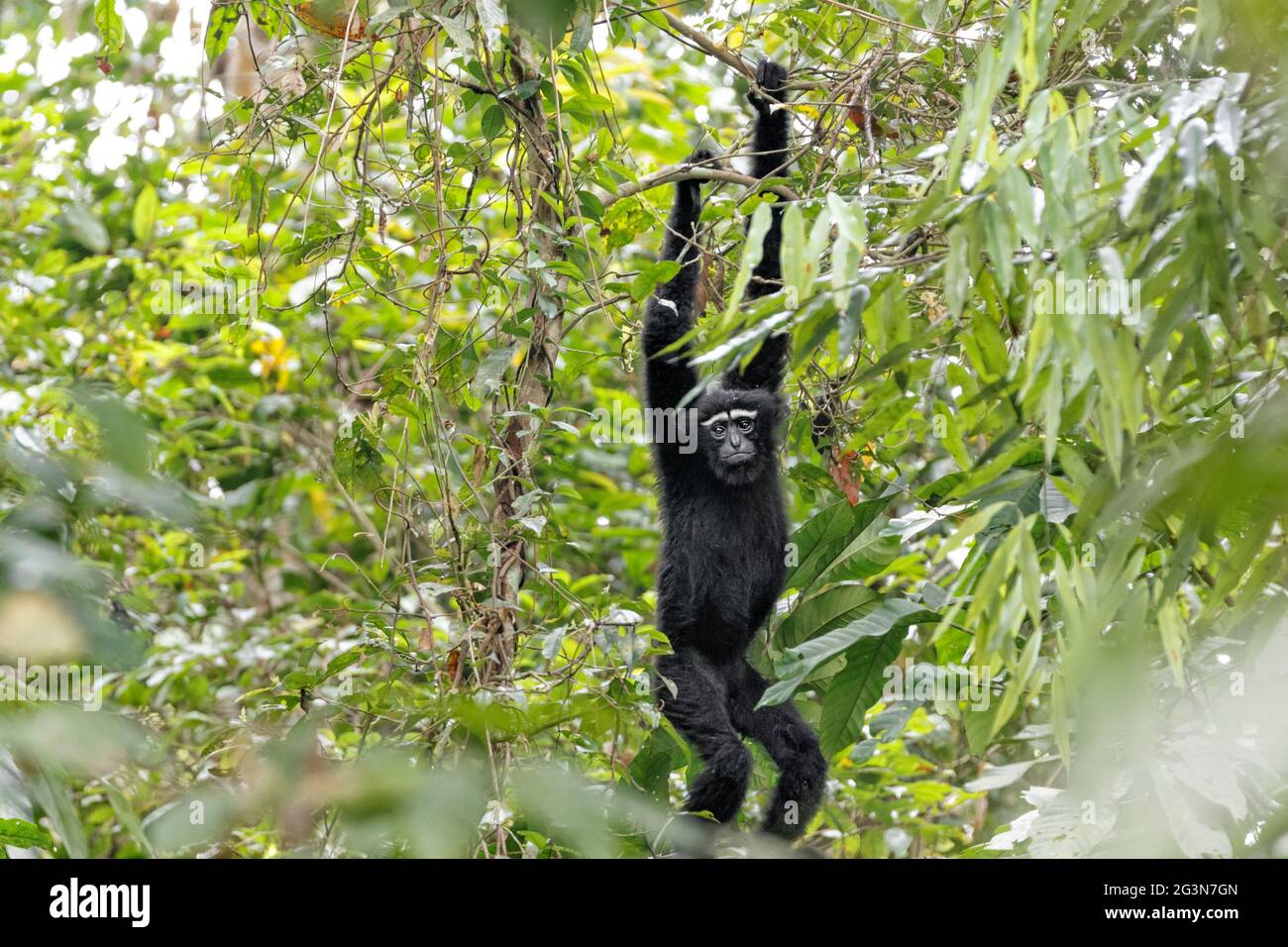 Hoolock Gibbon (Hylobates Hoolock) Klettern Dschungel. Gibbon Wildlife Sanctuary, Assam, Indien Stockfoto