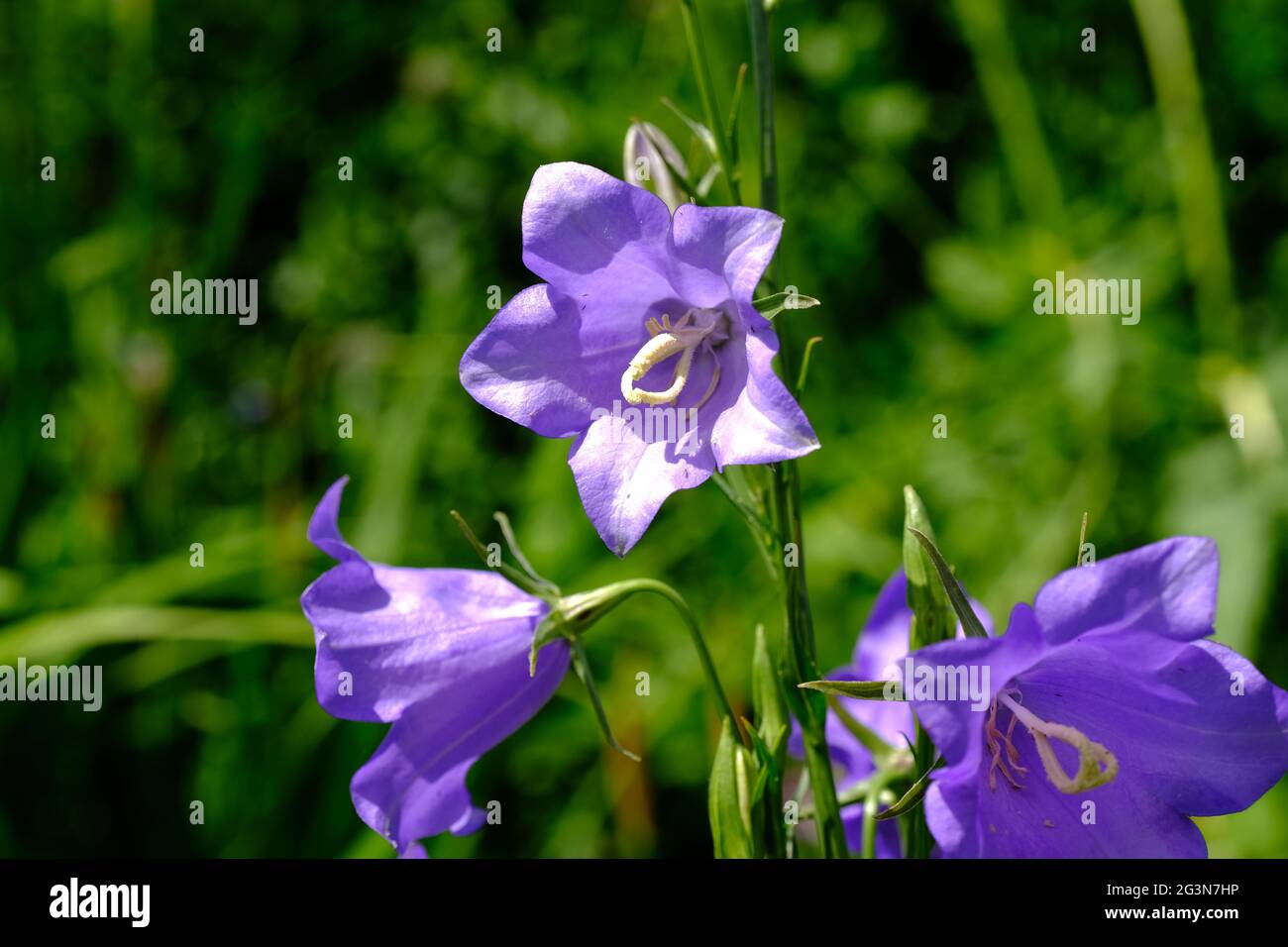 Entzückende Glockenblume von Canterbury, mittelgroße Glockenblume im