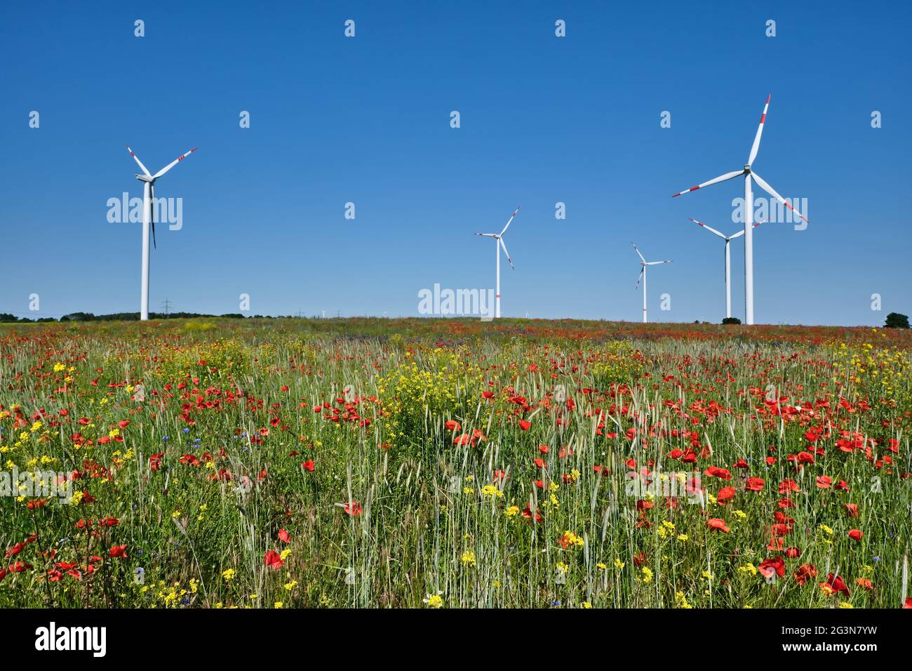 Windturbinen und eine blühende Wiese in Deutschland Stockfoto