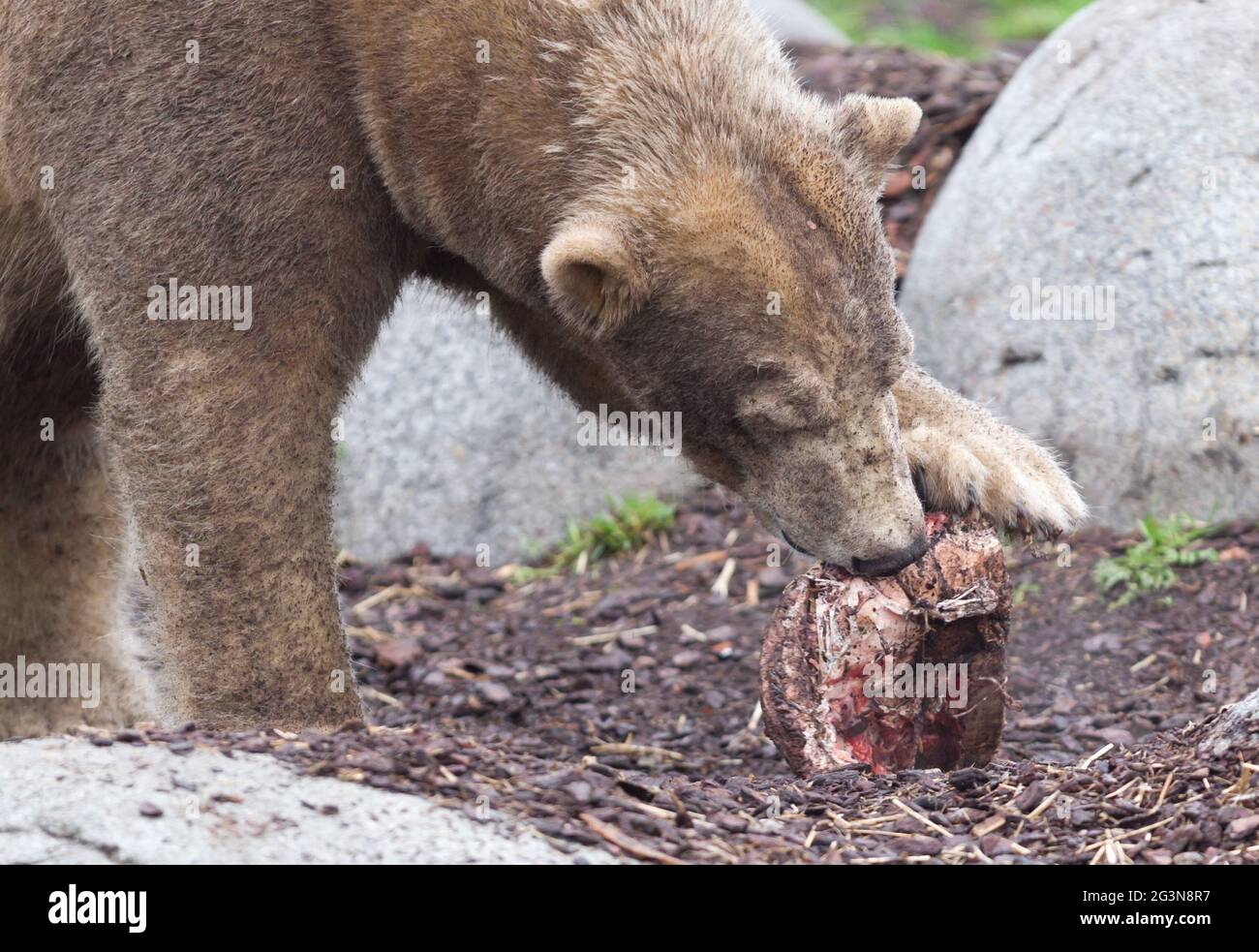 Eisbären beim Fressen Stockfoto