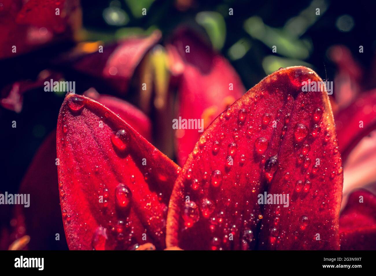 Blühende wunderschöne Lilienblüten in Makroansicht Stockfoto