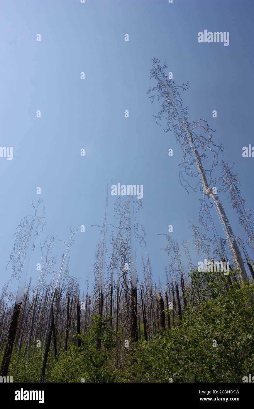 Stattliche Aussicht auf verkohlte Bäume im Gila National Forest Stockfoto