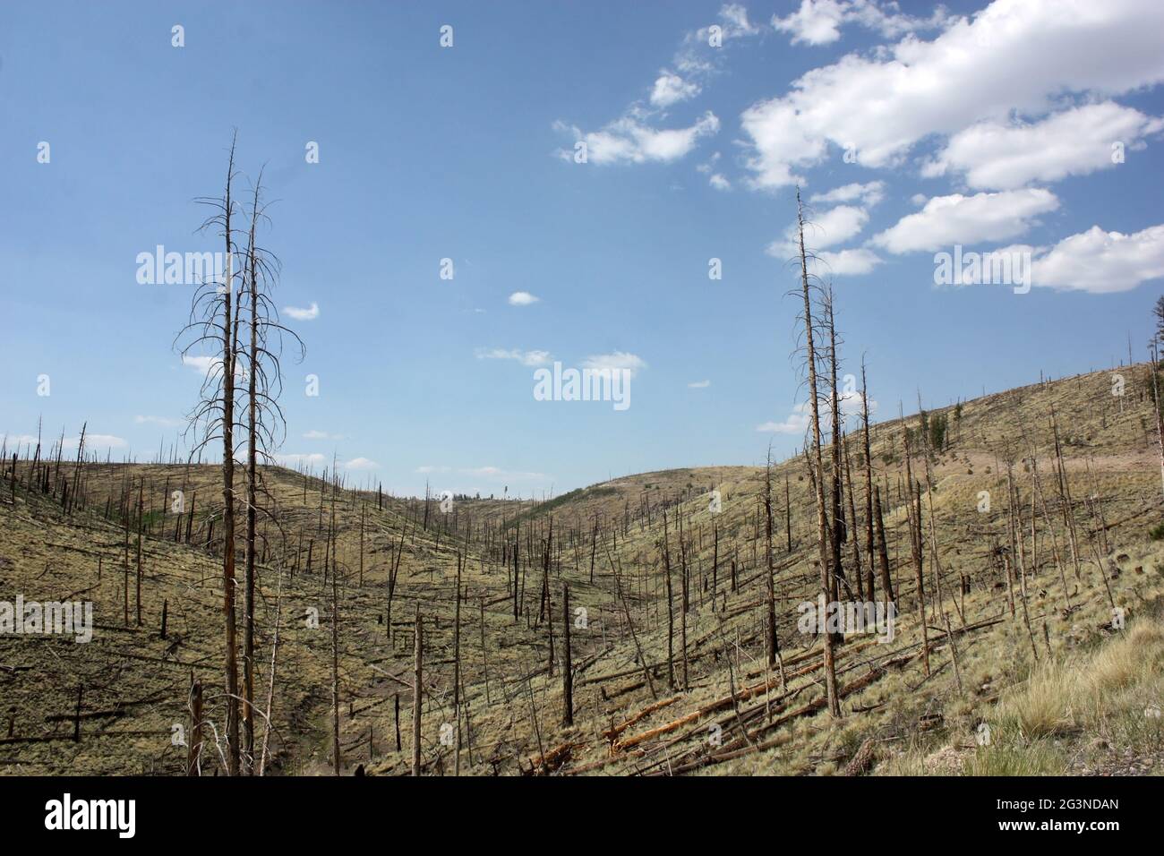 Stattliche Aussicht auf verkohlte Bäume im Gila National Forest Stockfoto