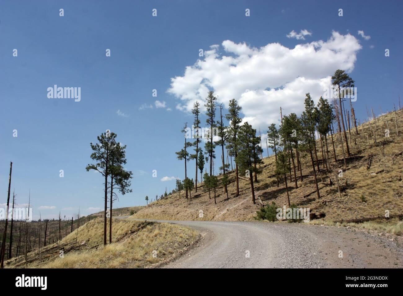 Junge Bäume, die im Gila National Forest das Waldbrandgebiet zurückerobern Stockfoto