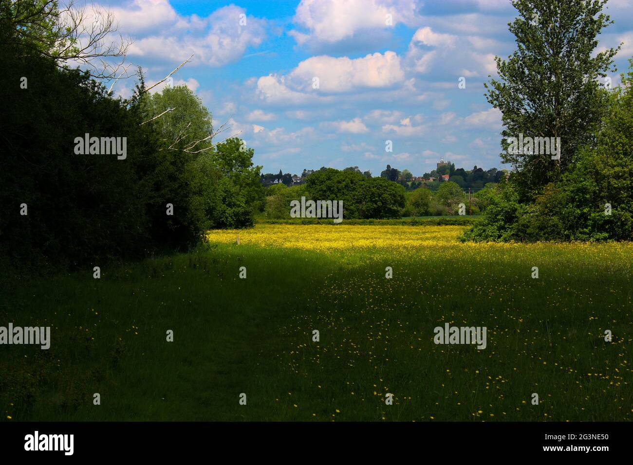 Frühling-Feld Stockfoto