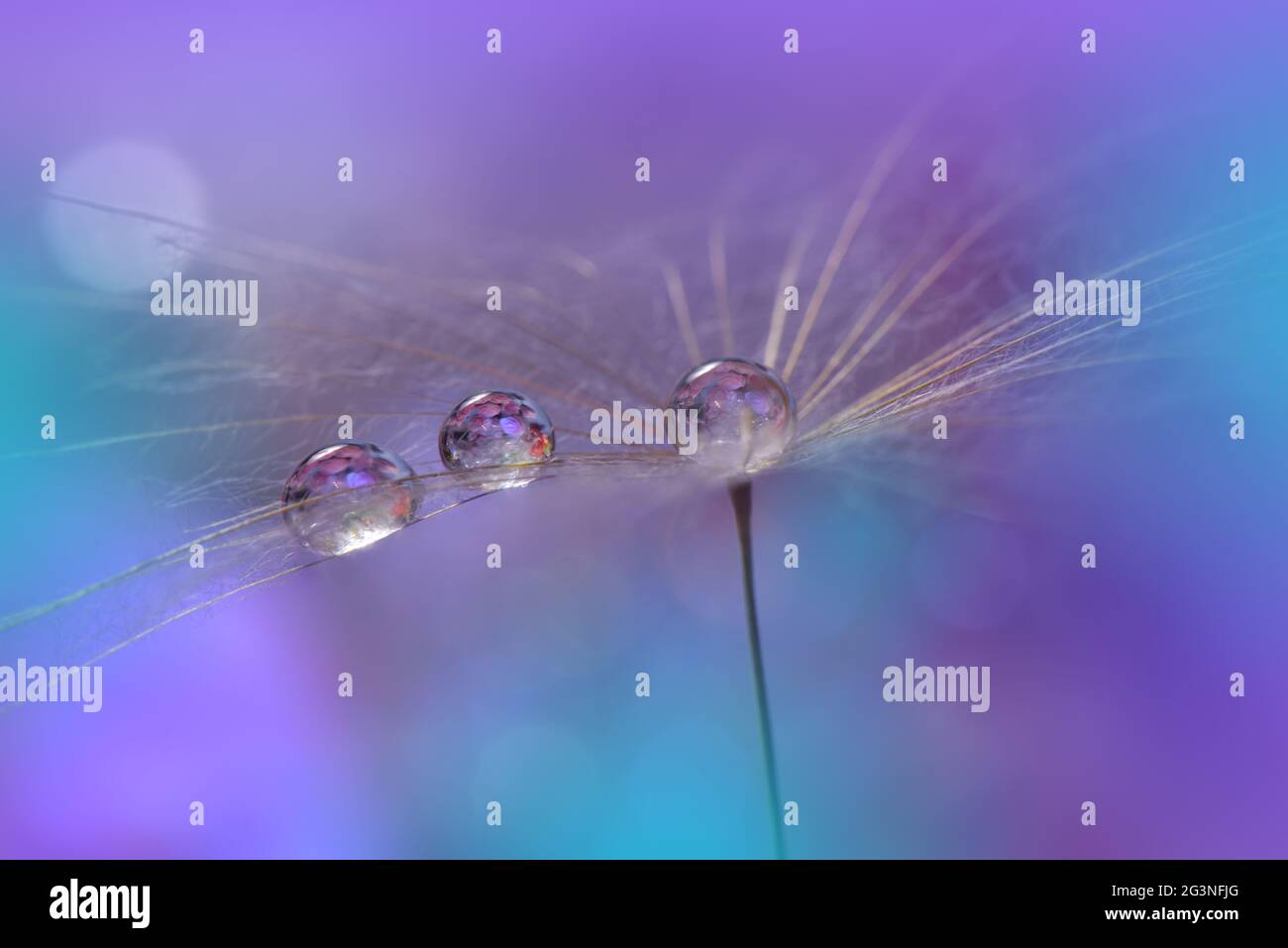 Wunderschöner Naturhintergrund.Blumendesign.Abstrakte Makrofotografie.Pastellblume.Löwenblumen.Violetter Hintergrund.Kreative Künstlerische Hintergrundbilder Stockfoto