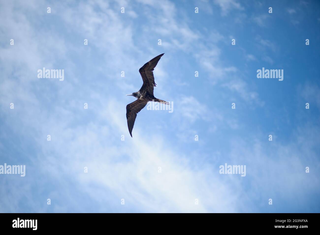 Eine große Fregatte im Flug, tropische Insel. Eine Fragata im Flug, horizontaler Bildschirm. Im Hintergrund der Himmel mit weißen Wolken Stockfoto Eine große Fregatte im Flug, tropische Insel. Eine Fragata im Flug, horizontaler Bildschirm. Im Hintergrund der Himmel mit weißen Wolken Stockfoto