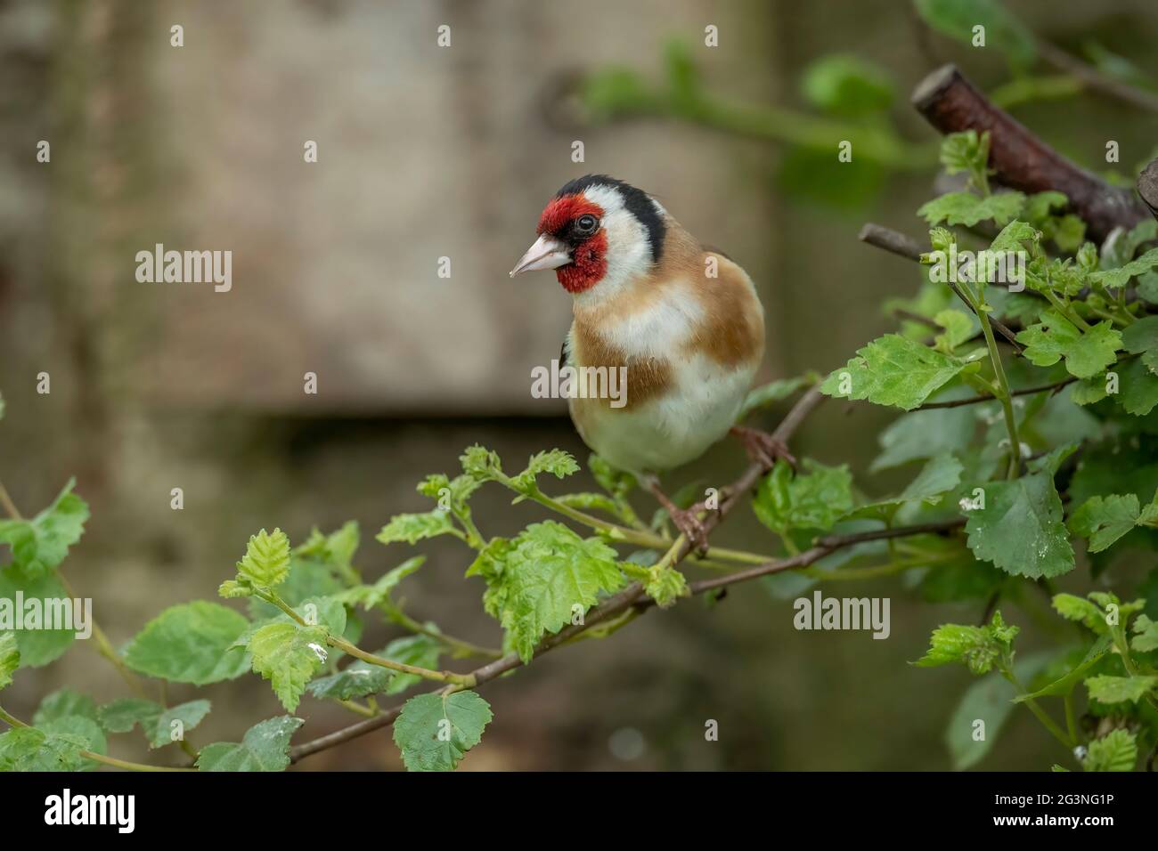 Goldfinch, auf einem Ast gelegen, in einem Wald aus der Nähe, im Sommer in Schottland Stockfoto