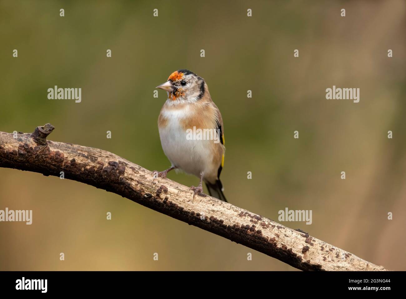 Goldfinch juvenile, auf einem Ast, aus der Nähe in einem Wald, in Schottland im Winter Stockfoto