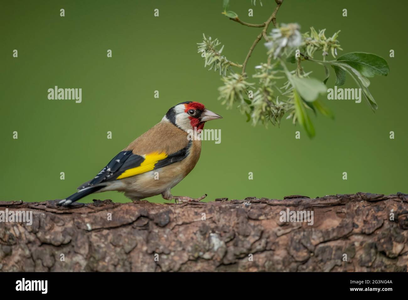 Goldfink auf einem Baumstamm, aus der Nähe in einem Wald, im Frühjahr in Schottland Stockfoto