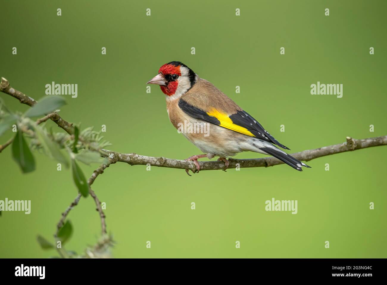 Goldfinch thronte im Frühjahr in Schottland auf einem Ast, aus der Nähe eines Waldes Stockfoto