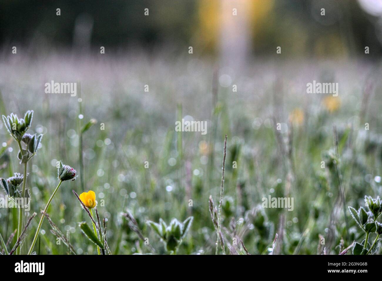 Wunderschönes, mit Tau bedecktes Gras und Blumen bei einem morgendlichen Spaziergang bei Sonnenaufgang. Stockfoto