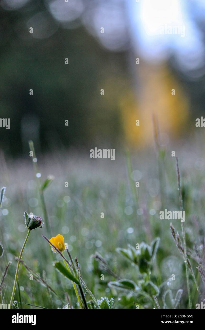 Wunderschönes, mit Tau bedecktes Gras und Blumen bei einem morgendlichen Spaziergang bei Sonnenaufgang. Stockfoto