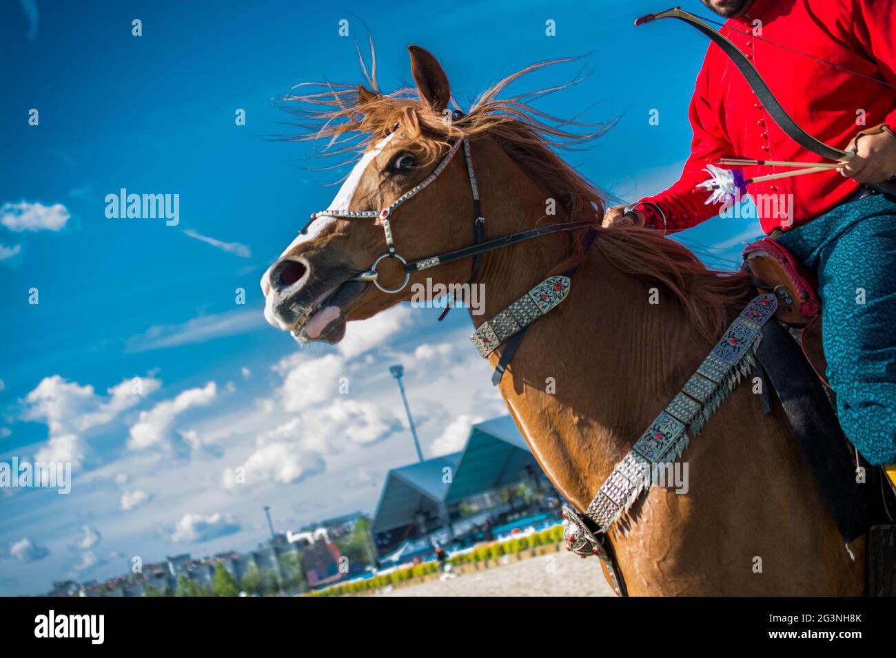 Kopf eines Pferdes mit Teilgeschirr im Blick Stockfoto