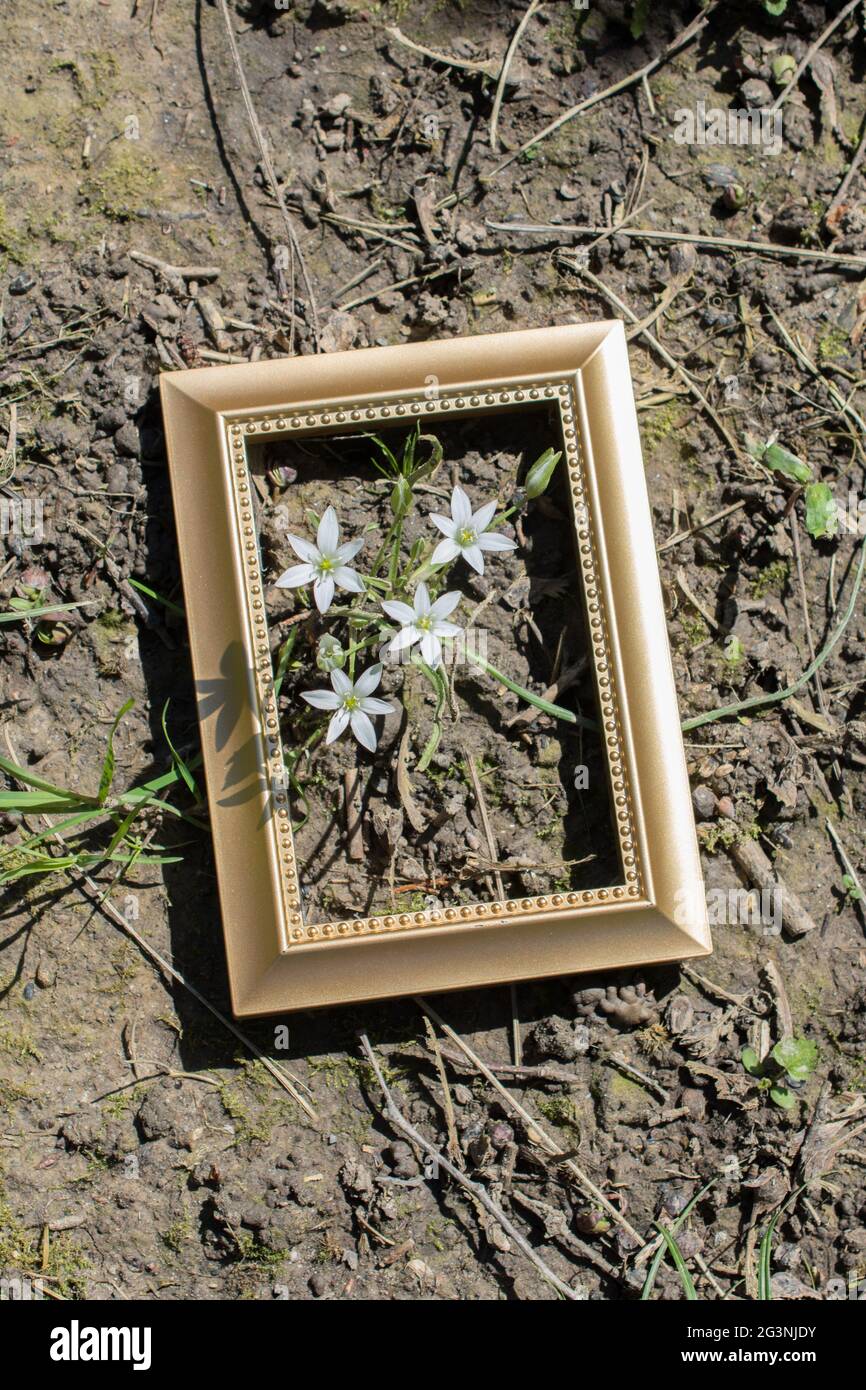 Blühende schöne Blumen in Holzrahmen Stockfoto